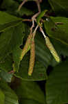 Hazel alder <BR>Tag alder